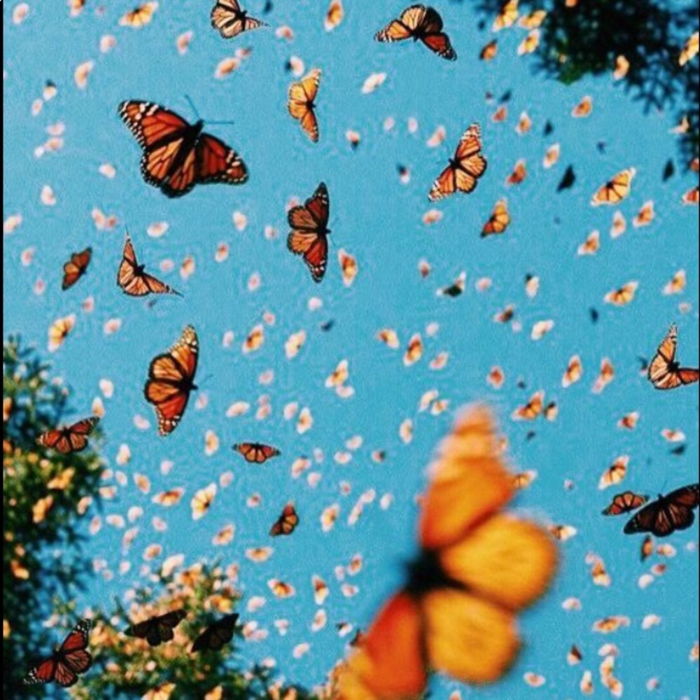 Meet your Posher, Trisha